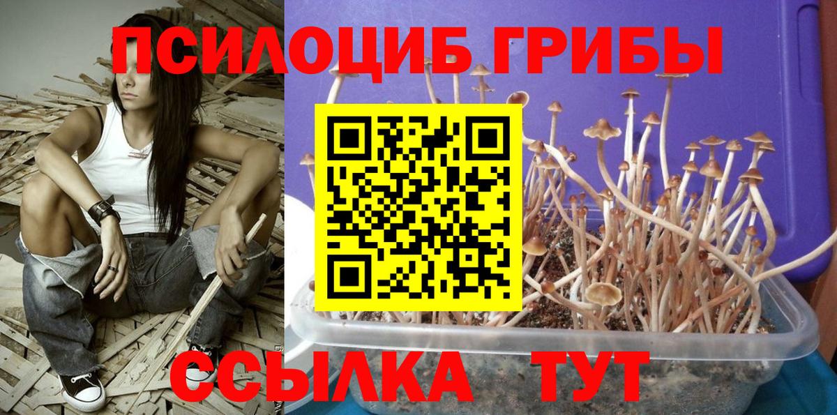 Псилоцибиновые грибы прущие грибы  как найти закладки  Псилоцибиновые грибы Psilocybe  Вятские Поляны  Вход с VPN 